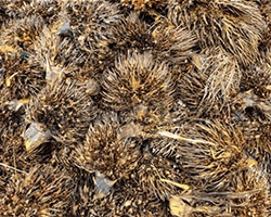 Biomass Dryer System for Empty Fruit Bunch